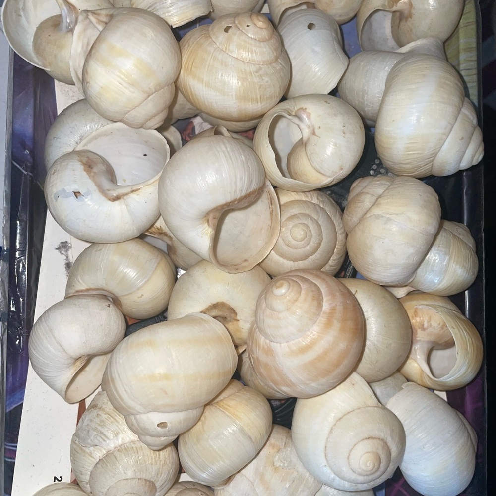 Natural Beach Shells Collection - Home Accent - Picture 3 of 3